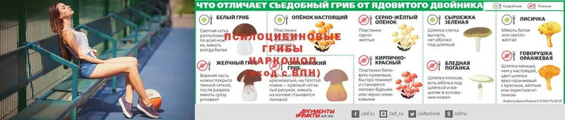 ссылка на мегу вход  Белокуриха  Галлюциногенные грибы Psilocybe 